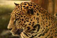 Jaguar 3